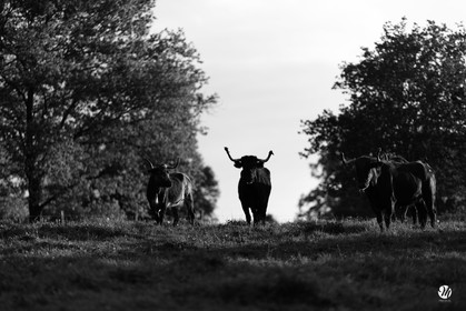 dsc_4527-nb.jpg