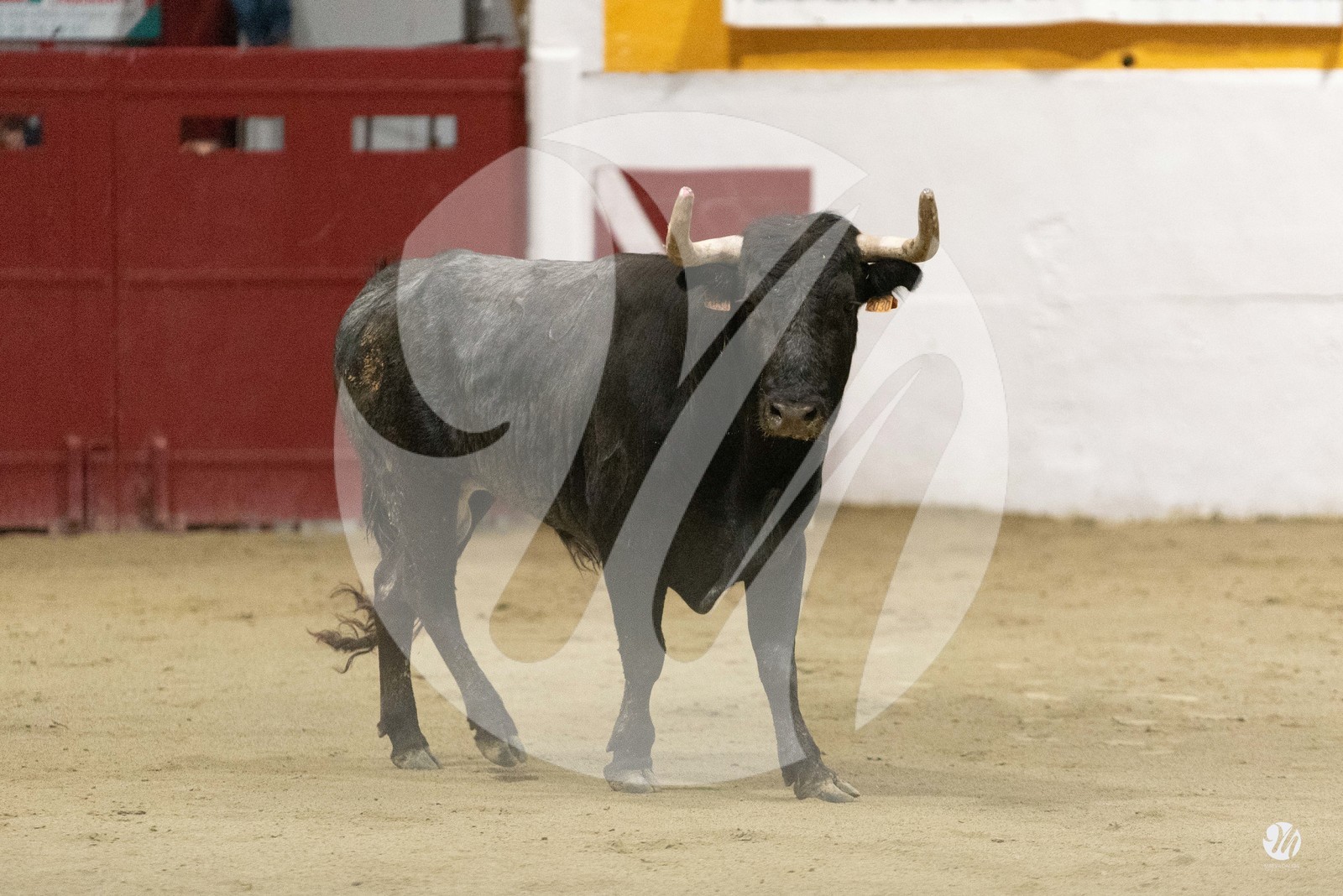 dsc_4203.jpg