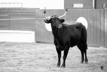 dsc_4464.jpg-nb.jpg
