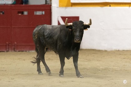 dsc_4203.jpg